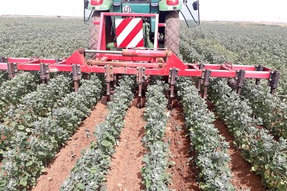 Labores de aricado en un cultivo de quinoa - QUINOA DEL PÁRAMO