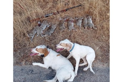 Resultado de una tarde a conejos en el coto de Simancas, el pasado martes. L. DE LA FUENTE