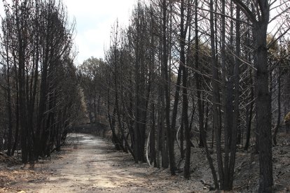 Incendio en la sierra de la culebra