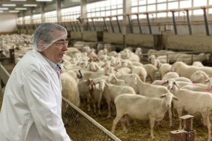 En la imagen, José Luis Moralejo observa las ovejas de raza assaf que cuidan con una alimentación en seco. - H.M.P