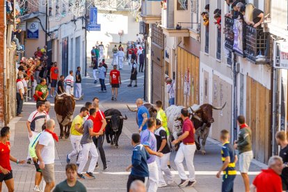 Cuarto encierro de las fiestas de Ntra. Sra. del Rosario de Cuéllar, con novillos de Lora Sangrán.- Ical