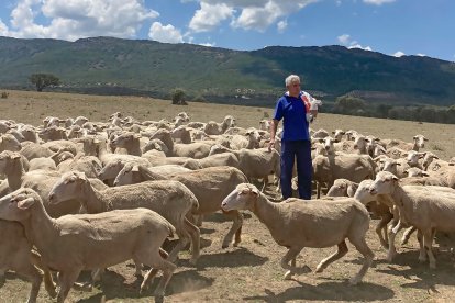 El ganadero trashumante de Soria Eduardo del Rincón en Ciudad Real con sus ovejas. HDS