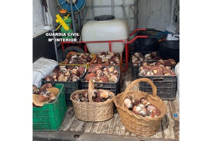 Las cajas y las cestas con las setas recogidas sin licencia en pinares de León. - GUARDIA CIVIL