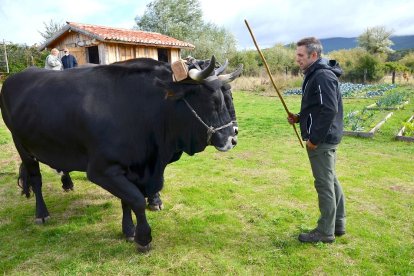 Zaca Izcara con dos soberbios ejemplares de la raza serrana en una explotación en el pueblo burgalés de Quintanar de la Sierra. |  R. FERNANDÉZ