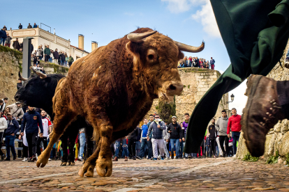 Carnaval del Toro en Ciudad Rodrigo. Vicente/ Ical