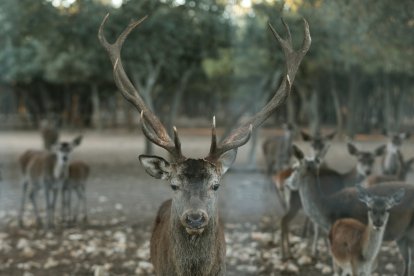 Palencia despide la época de celo de los ciervos con una berrea mucho “más floja” que en años anteriores influenciada  por la sequía y la falta de pasto. -ICAL