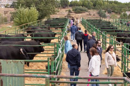 47º Concurso Subasta Nacional de Ganado Vacuno Selecto de Raza Avileña – Negra Ibérica.- ICAL