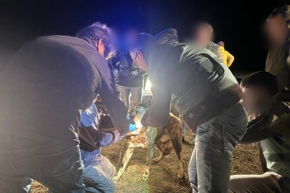 Momento en el que la Guardia Civil de Zamora identifica a uno de los perros que mataron a una joven.  GUARDIA CIVIL