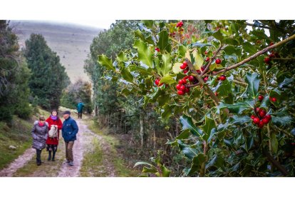 La Reserva Natural del Acebal de Garagüeta es la mayor masa de acebo de Europa pero no es la única de Soria que invita a descubrir este paisaje ancestral. / GONZALO MONTESEGURO