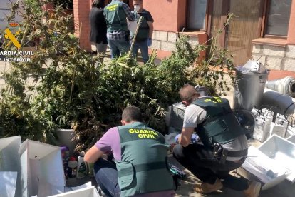 Detenido un matrimonio en El Tiemblo (Ávila) por cultivar marihuana en el interior de su domicilio