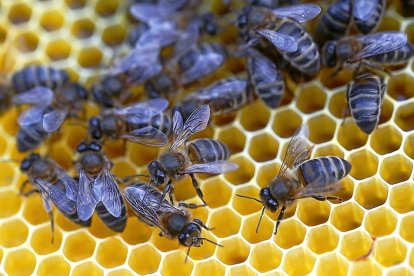 Abejas en un panal de una explotación apícola de la Comunidad. (ENRIQUE CARRASCAL)