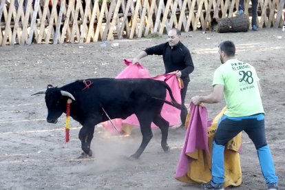 Imagen del festejo en el que se ve al becerro con la espada atravesada en el costado. PACMA