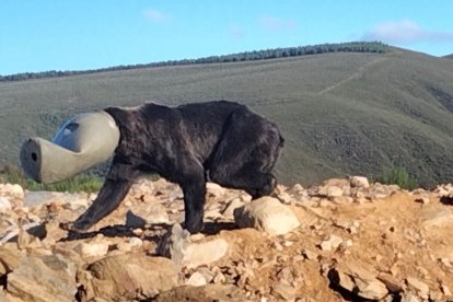 Rescate de un oso con la cabeza atrapada en un bidón en León. -TWITTER ALFERMA1