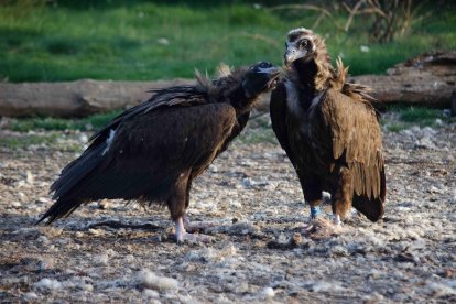 Pareja de buitre negro nidificante en la Sierra de la Demanda.- GREFA