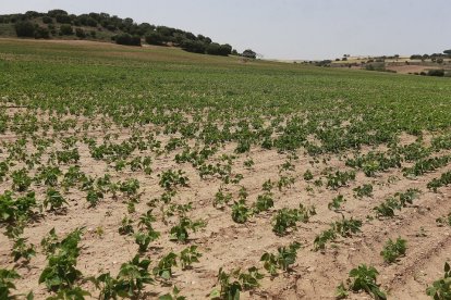 Esta planta contribuye a generar mayores rendimientos en posteriores rotaciones de cultivos y estimula la productividad de los terrenos. / ECB