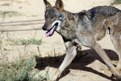 Lobo en Castilla y León. | ICAL