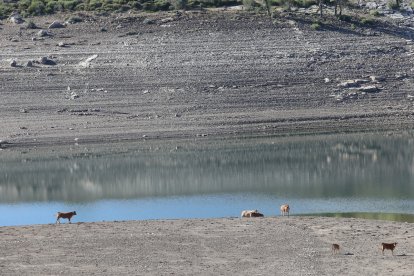 Aspecto del embalse de Camporredondo, vacas  abrevando en la cola del embalse.- ICAL