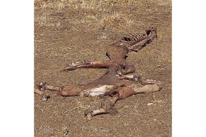 Ataque De Buitres En Herguijuela Del Campo. - ASAJA SALAMANCA