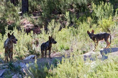 Ejemplares de lobo ibérico en Castilla y León, en una imagen de archivo.- ICAL