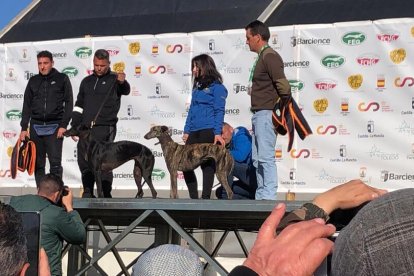 Las dos finalistas del campeonato de España disputado hoy en Barcience, Toledo,  Anita y Anika, a la derecha, nueva campeona nacional de galgos en campo. / L. D. F.