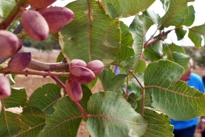 Hay una veintena de productores en Soria que abarcan 50 hectáreas. / hds