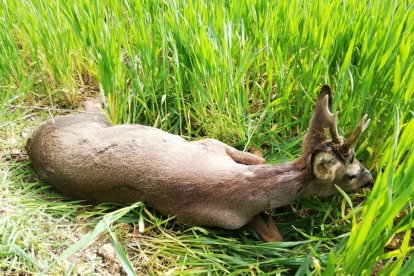 Corzo atropellado en Cavia (Burgos) que fue posteriormente trasladado al CRAS Burgos. - 112CYL