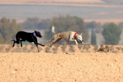 Dos galgas de la Comunidad corriendo en Tembleque, Toledo, la Copa Hispania de este año. / L.D.F.