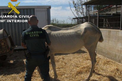 Imagen de archivo de la Guardia Civil en un matadero de caballos. -GUARDIA CIVIL