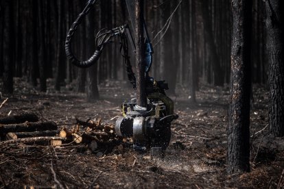 El brazo de un tractor trabaja en las labores de retirada de la leña quemada tras un incendio en Sierra de la Culebra. - E. PRESS