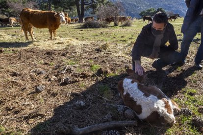 El presidente del Partido Popular, Pablo Casado, visitó una explotación ganadera extensiva de vacuno, en Las Navas del Marqués (Ávila).- ICAL