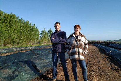 vermiduero