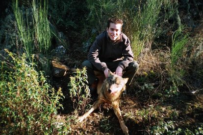 Lobo abatido en una batida autorizada en el coto zamorano de Cerezal de Aliste. / Leonardo de la Fuente