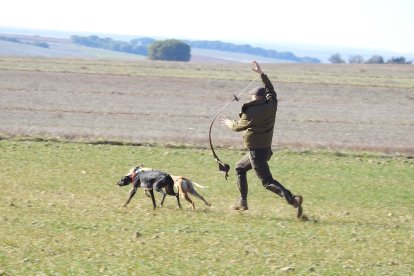 El soltador en el momento de dar el traillazo que pone a los galgos tras la liebre. Leonardo de la Fuente