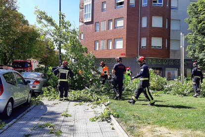 Caída de un castaño en un parque de León. -ICAL
