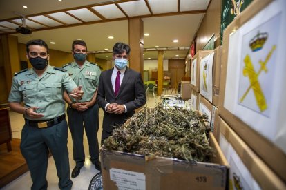 La Guardia Civil presenta la 'operación Illan', con motivo de la incautación de plantas de marihuana en la comarca del Valle del Tiéta. - ICAL