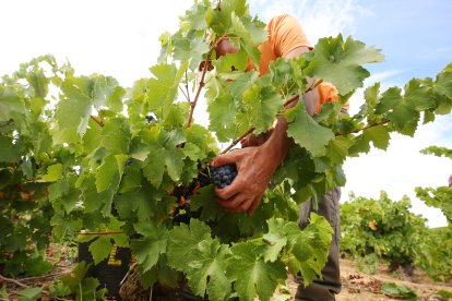 Primeros días de vendimia en la Denominación de Origen Bierzo.- ICAL