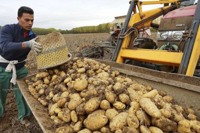 Recogida de patatas en una finca de Ventosa de Pisuerga (Palencia). | ICAL