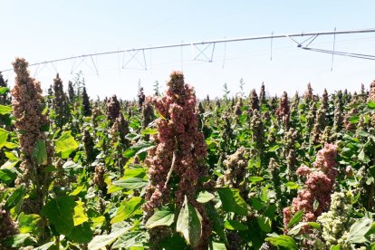 Cultivos de la empresa leonesa Quinoa del Páramo. -ICAL.