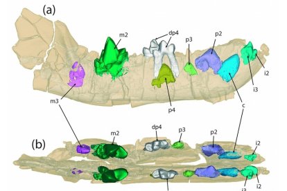 Descubren un nueva especie de mamífero depredador que habitó en Soria hace 40 millones de años. -EP