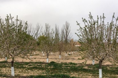 Finca de almendros en Almaluez, ya en floración. / HDS