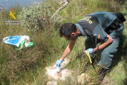 Imagen de los cachorros encontrados en el embalse de Zamora. -G. CIVIL.