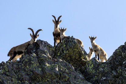 Cabra montesa en la Reserva Regional de Caza de Las Batuecas. -ICAL