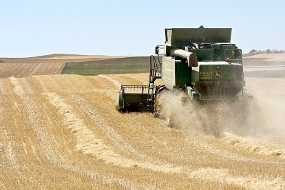 Una cosechadora atraviesa un campo de cereal en una explotación agrícola de Zamora. J. L. LEAL / ICAL