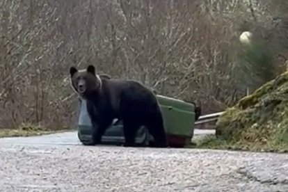 Un oso captado en Villaseca de Laciana, en León. -E.M.