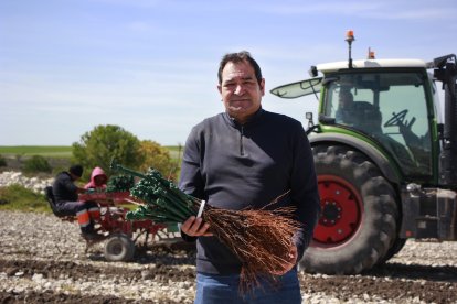 Ángel Luis Margüello ha plantado esta semana 15 hectáreas en Ribera del Duero