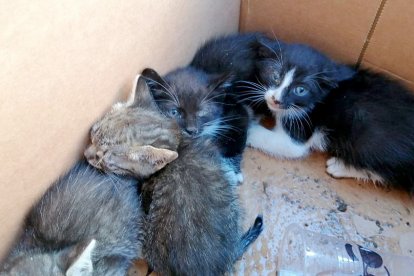 Gatos abandonados de la Protectora de Animales Scooby.