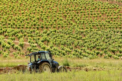 Cultivo de viñedo en la DO Bierzo.