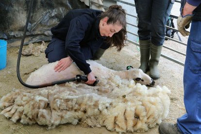 El Centro de Formación Agraria 'Viñalta', desarrolla unas jornadas sobre esquileo de ovino para los alumnos.