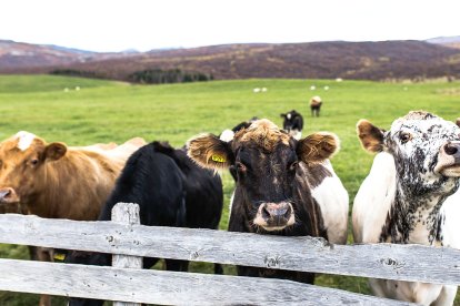 Imagen de archivo de vacas Dos vacas asoman sobre el vallado de una explotación en régimen extensivo