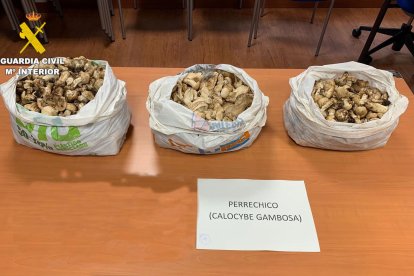 Decomisados más de 13 kilos de setas de San Jorge a tres personas en La Cueta (León)